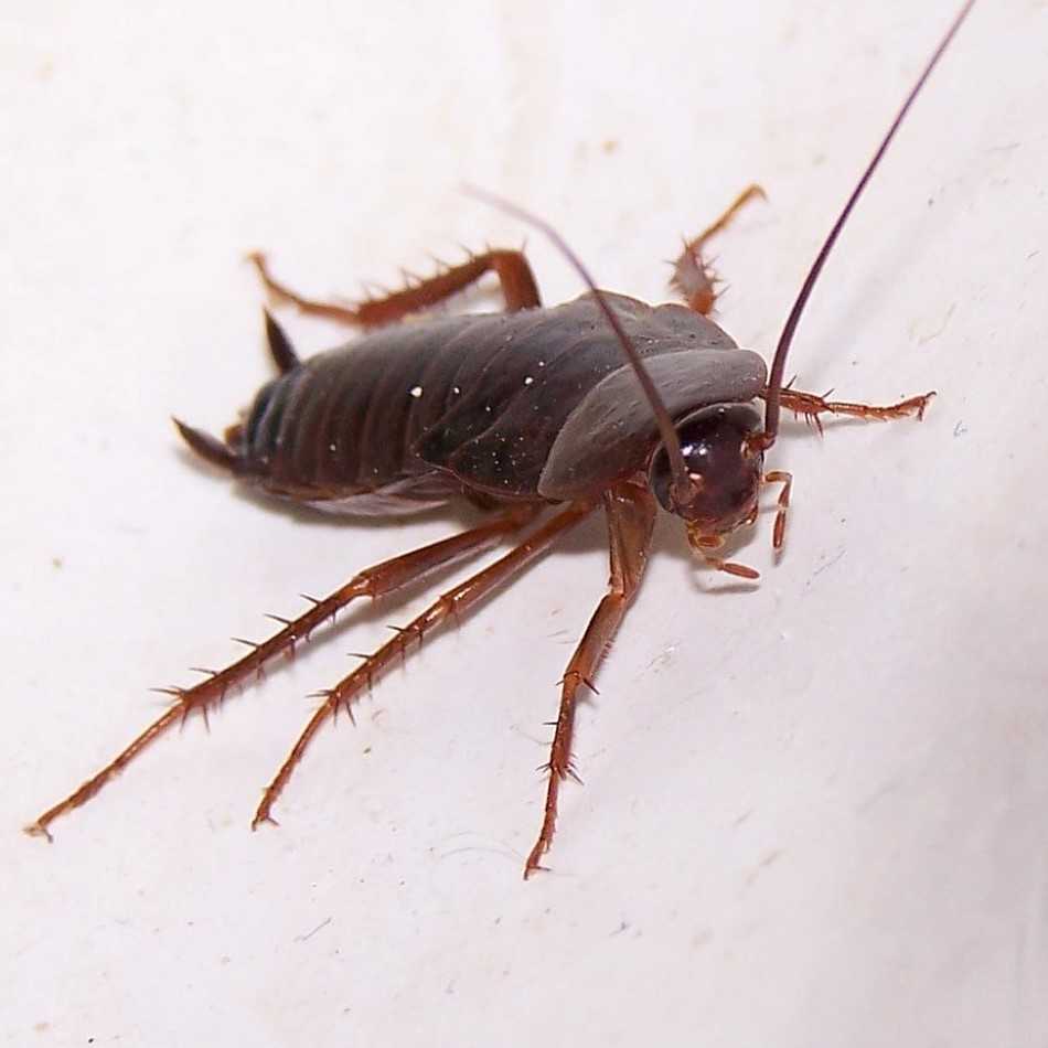 Cockroaches - Bugressive - Pest Control in South Florida